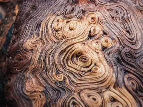 Curly or twisted grain such as with this burl wood